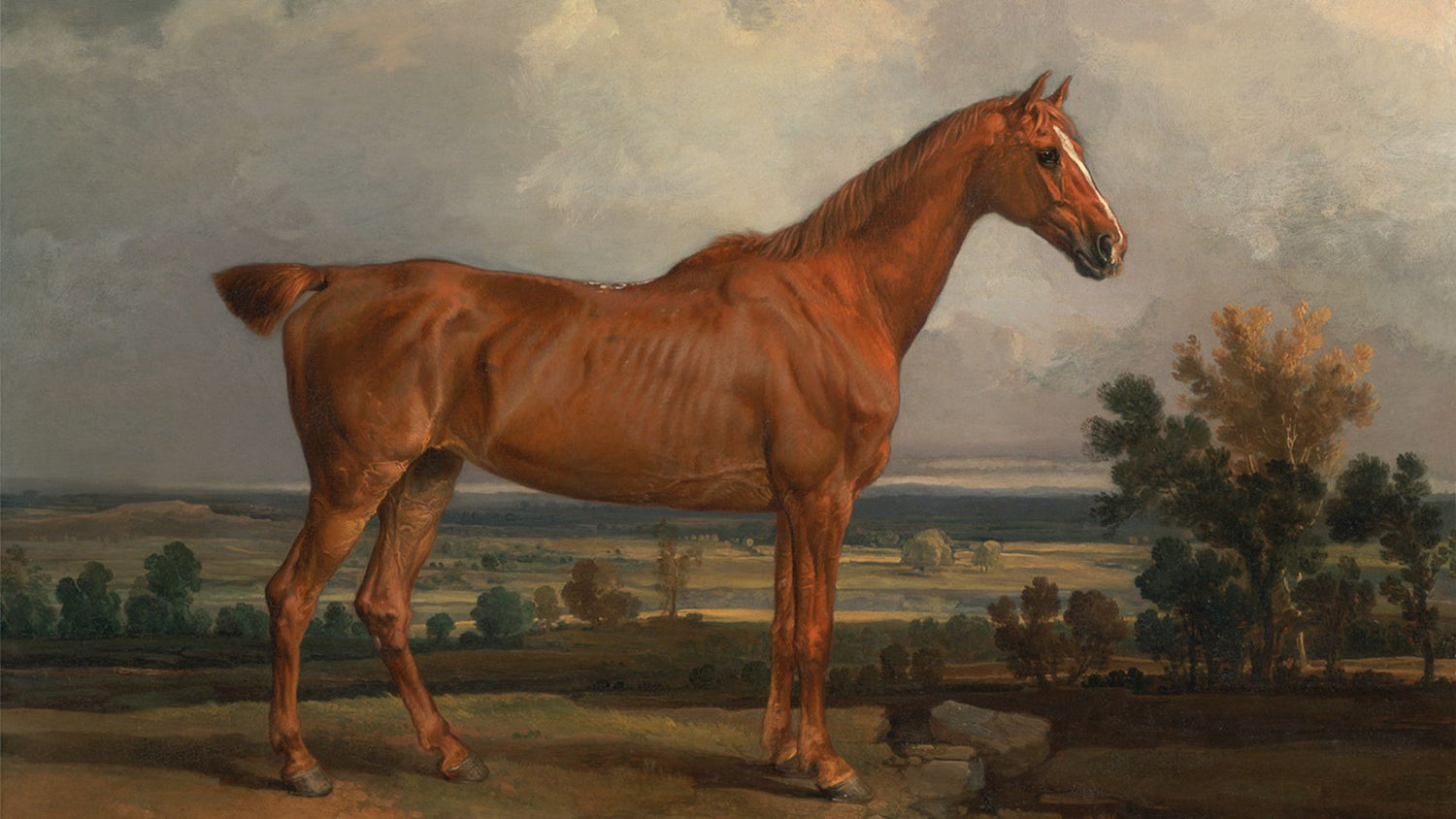 Vintage Portrait of a Stallion