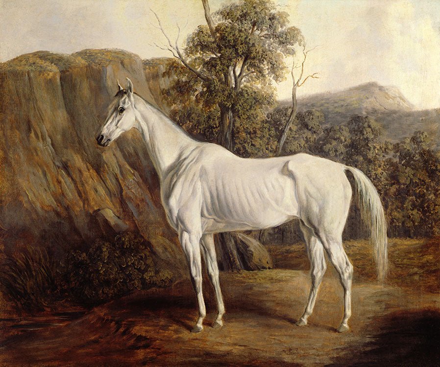 Vintage Grey Thoroughbred Portrait #2 - HuntCountryHome