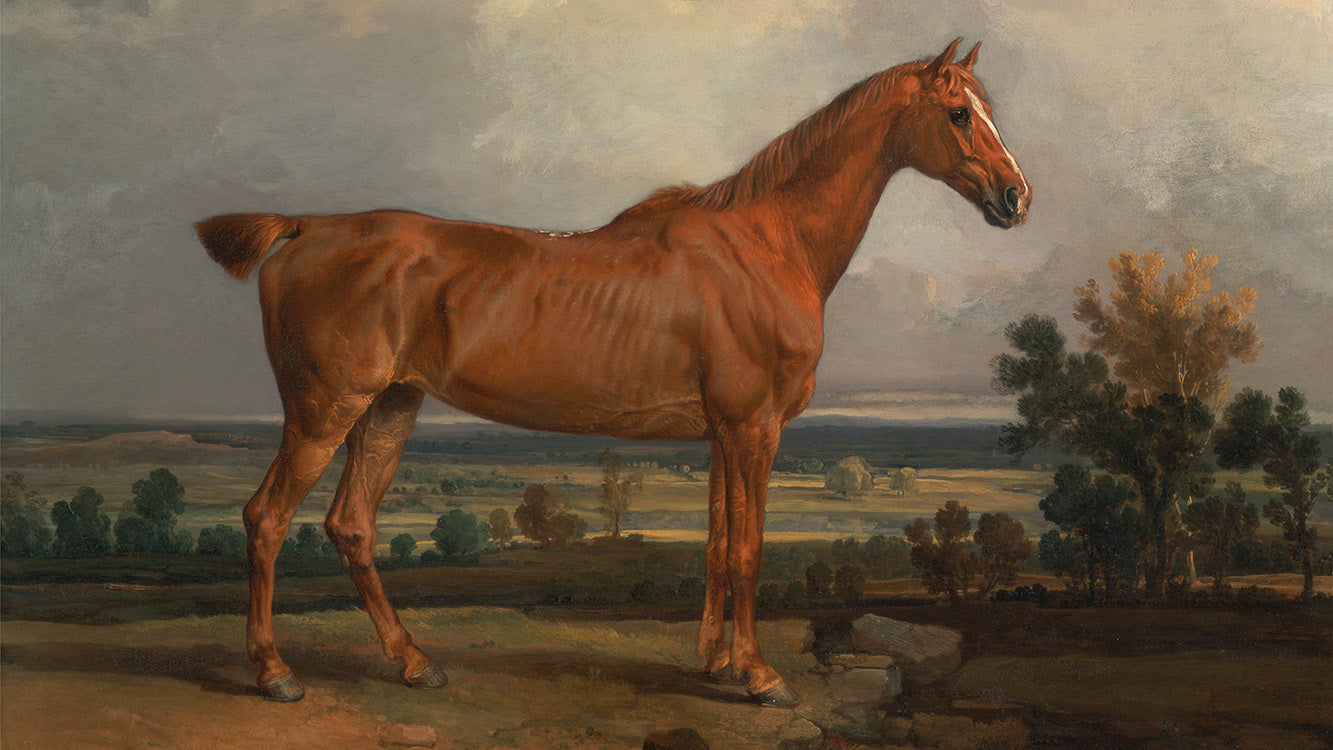 Vintage Portrait of a Stallion