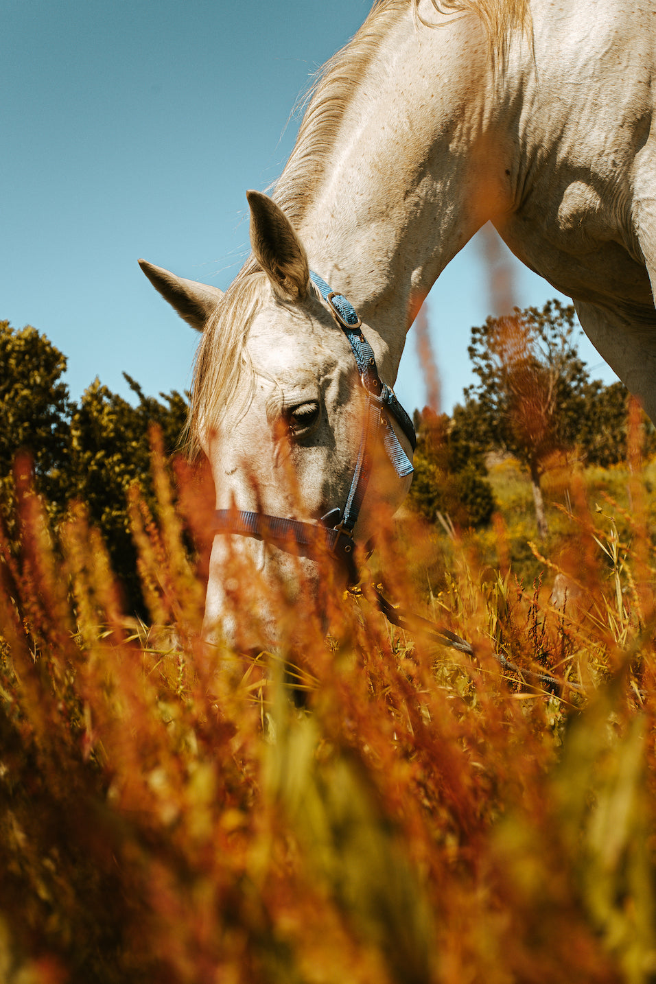 White horse grazing