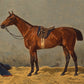Bay Horse Portrait #3 - Hunt Country Home