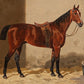 Bay Horse Portrait #4 - Hunt Country Home