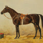 Bay Horse Portrait Study #2 - Hunt Country Home