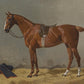 Chestnut Horse Portrait #3 - Hunt Country Home