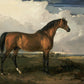 Portrait of a Stallion #3 - HuntCountryHome