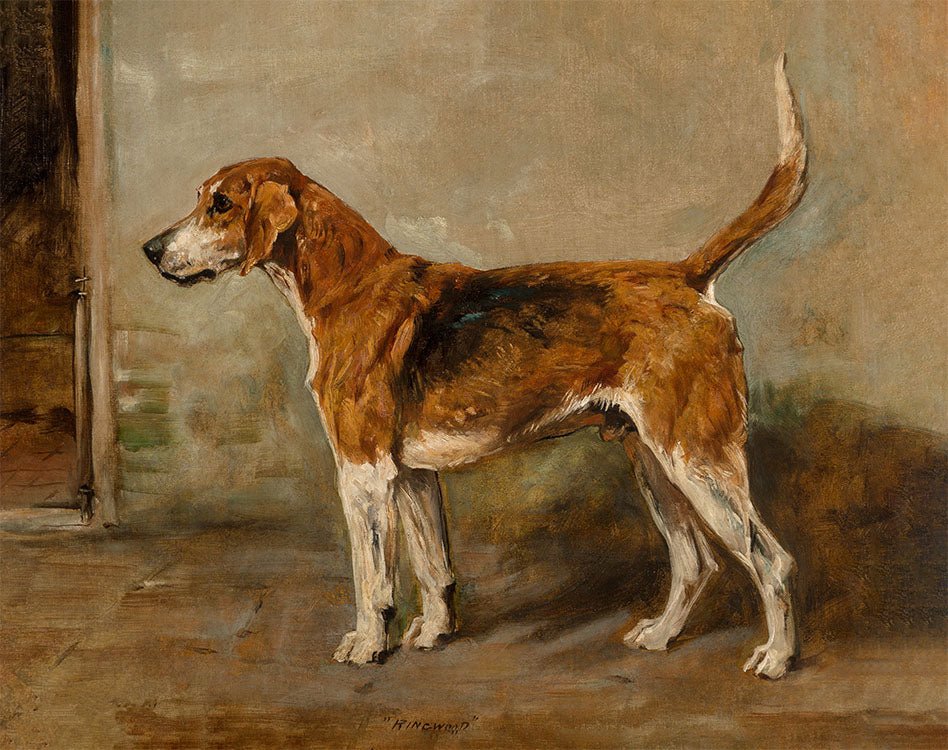 Vintage Foxhound Portrait - HuntCountryHome