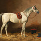 Vintage Grey Horse Portrait #1 - HuntCountryHome