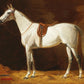 Vintage Grey Horse Portrait #3 - HuntCountryHome